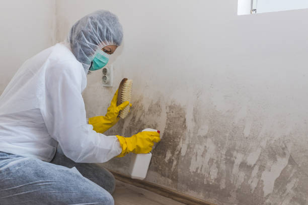 Why You Should Choose Our Mold Remediation Services in Canadian, TX